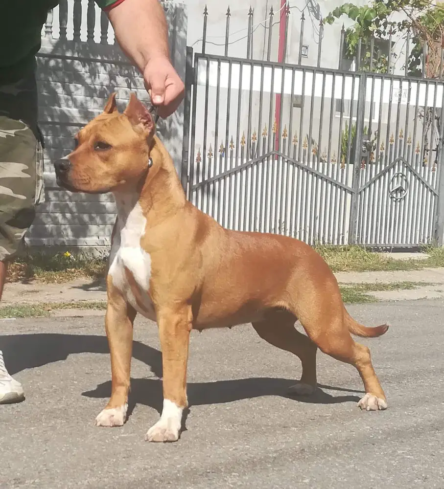 Peace Spirit Fast and Furious