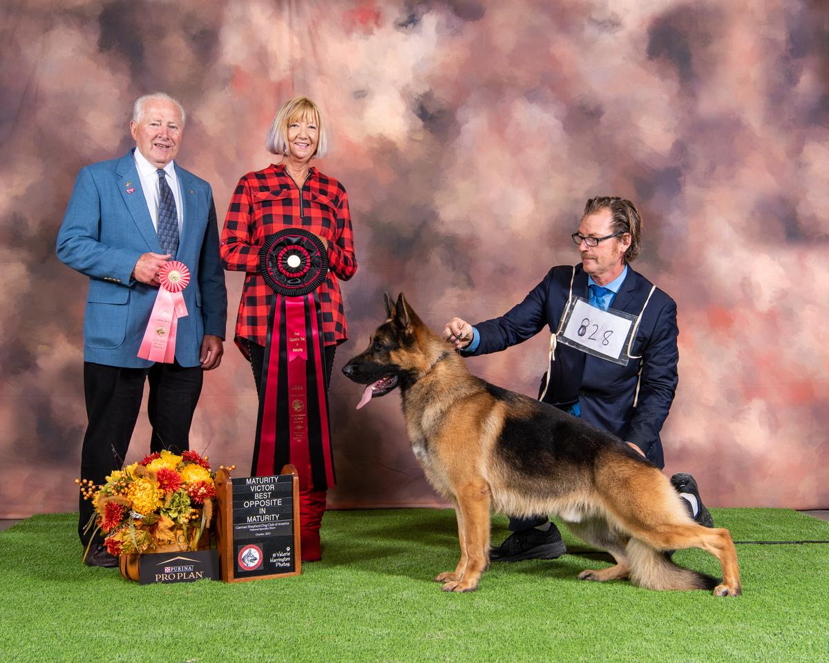 Can GV US 3X Sel Excellent MV GCHB CH Clayfield’s Gizmo V Eklectic Jimeni