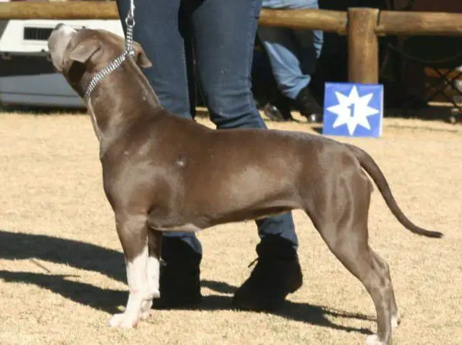 ch Aztrazar Lady Blue Skye