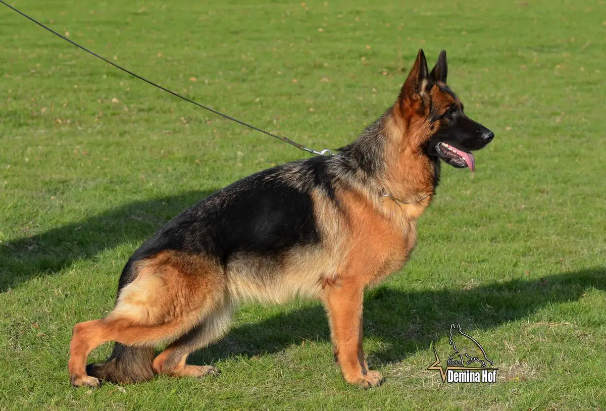 2xSg-1 Zina von der Alexander