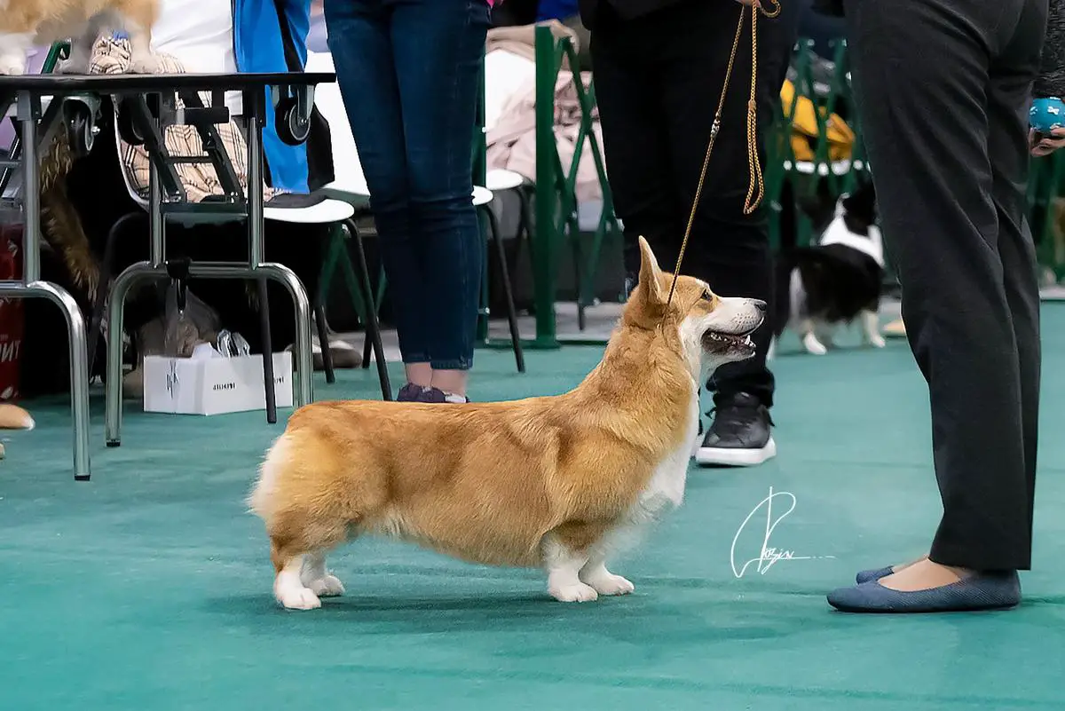 JCH Rus, JCH RKF, CH Rus, CH RKF Divine Paws Bavariya