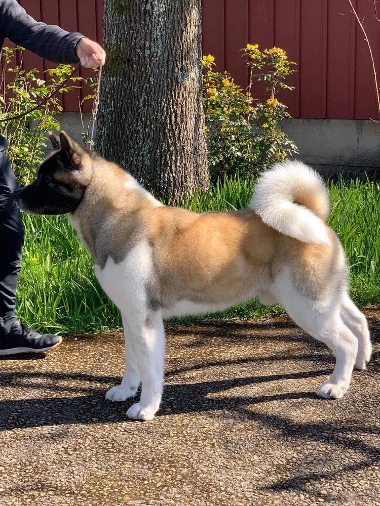 AKC CH Sondaisa Warming Up A Riff