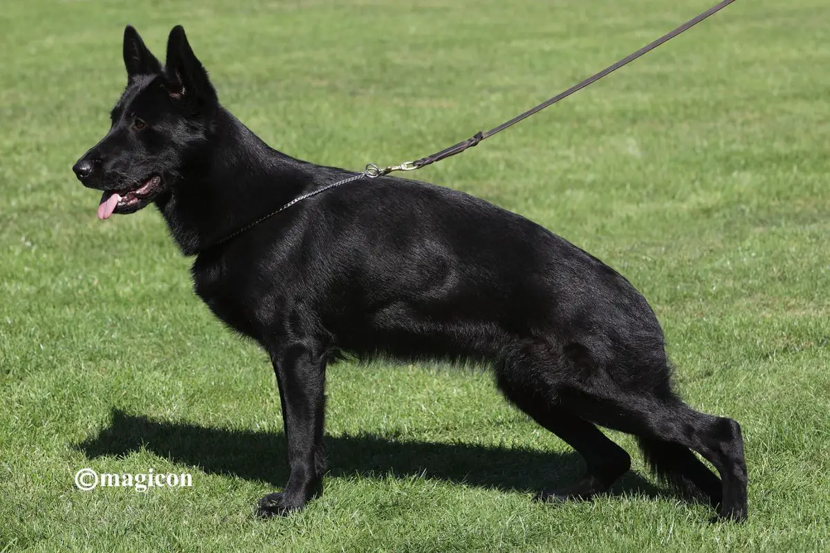 SG Coral vom Vogelsberger Südhang