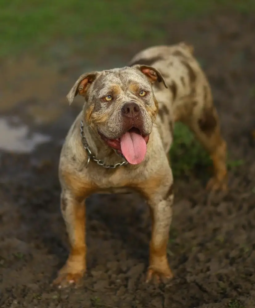 Tumbling Creek's Zelda of Cannon Bulldogs