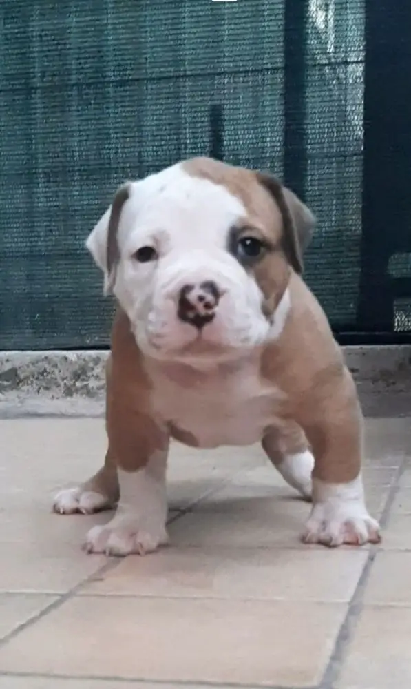 Lory Bulls Poldo