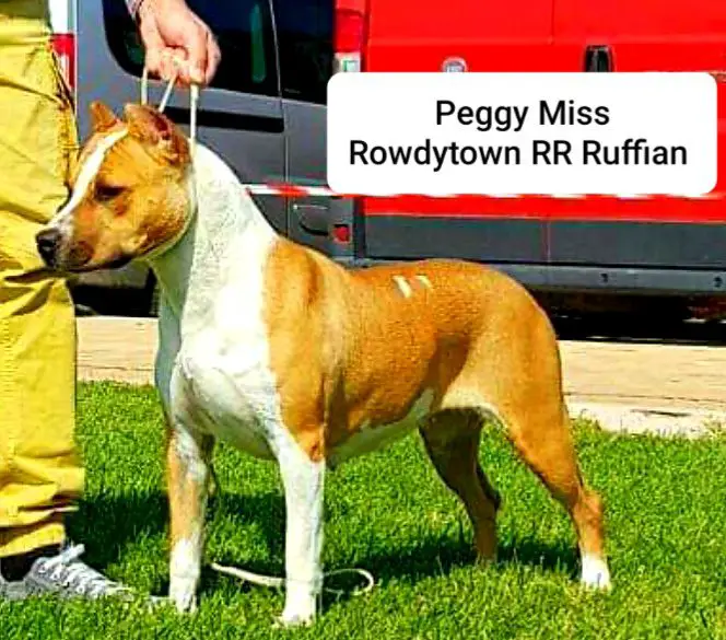 Peggy Miss Rowdytown RR Ruffian