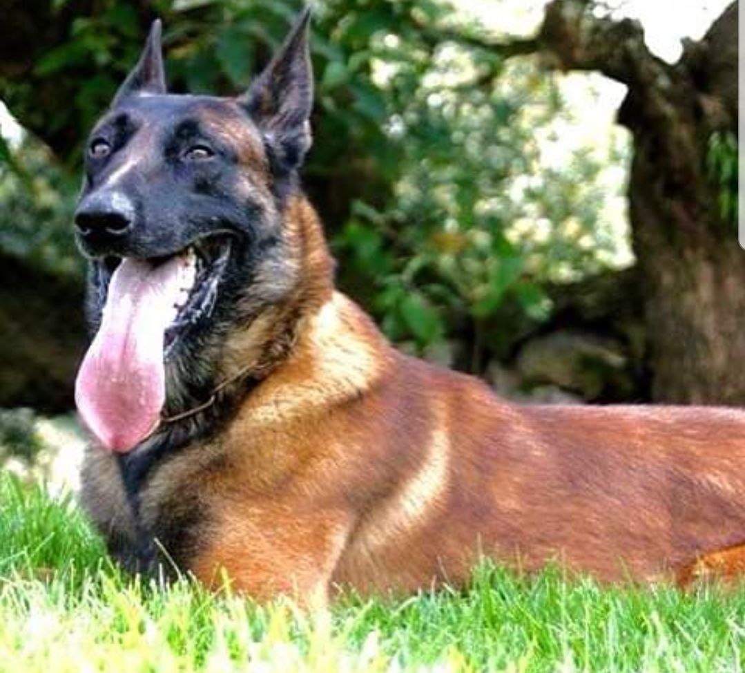 Hurricane du Domaine des Saiyans