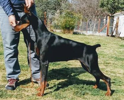 Lady de Black Shadow