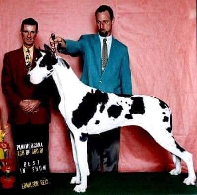 Multi BISS,BIS Ur Br Arg Ch Venc Am y Caribe, Sicalam Int.Ch Fiesta At Von Ferden