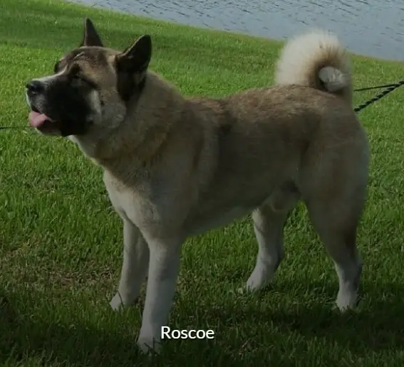 Roscoe X