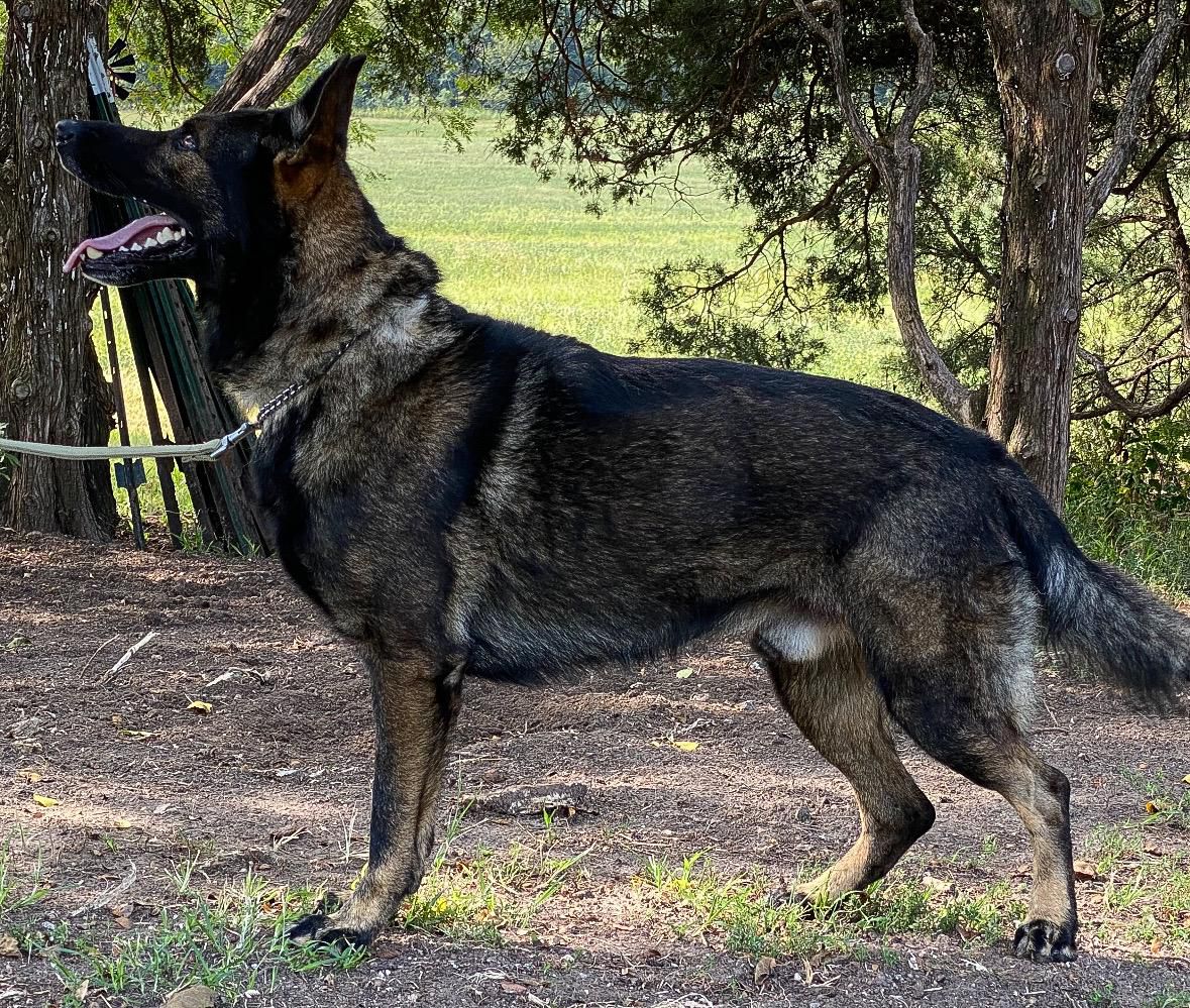 Getcha Diesel Von Der Weizenfelder