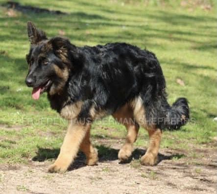 Piper Von Freudenhaus