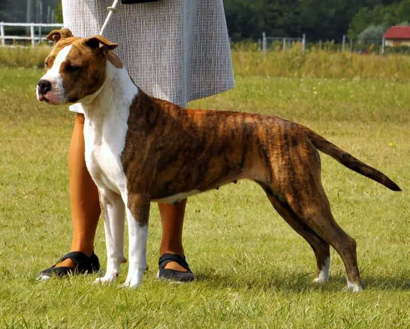 HJCH, CH.Slo Nardai Hurrikán Royal Rose