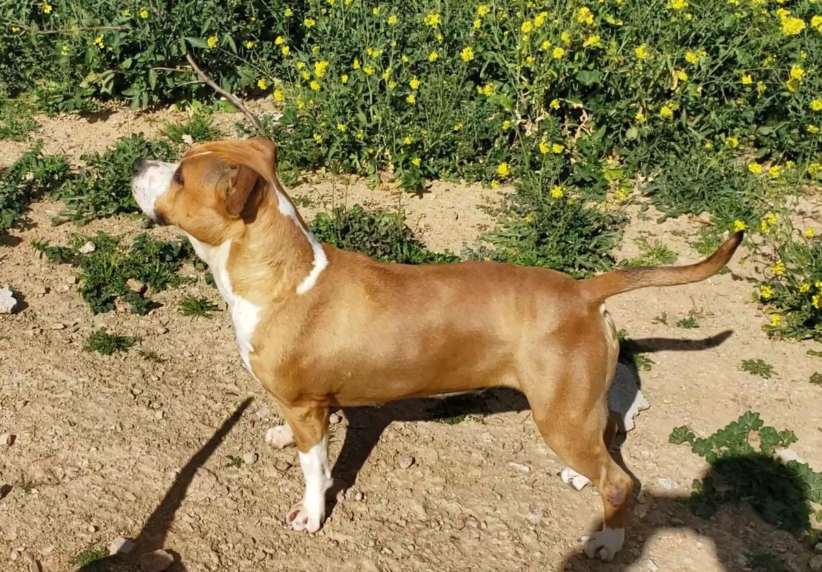 Seniars Riesgo's Sunny Pancake