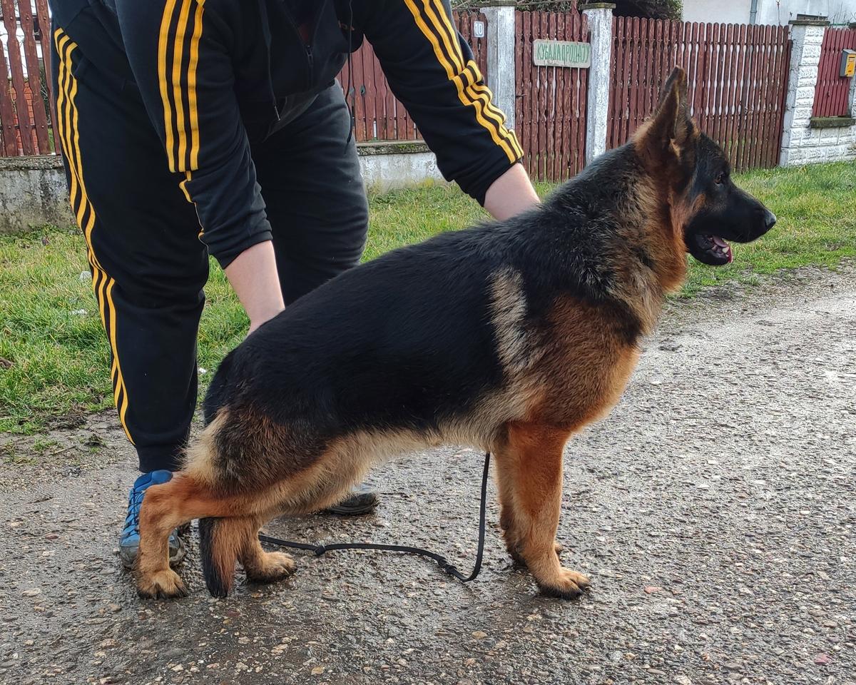 SG Primo Topolovnicki