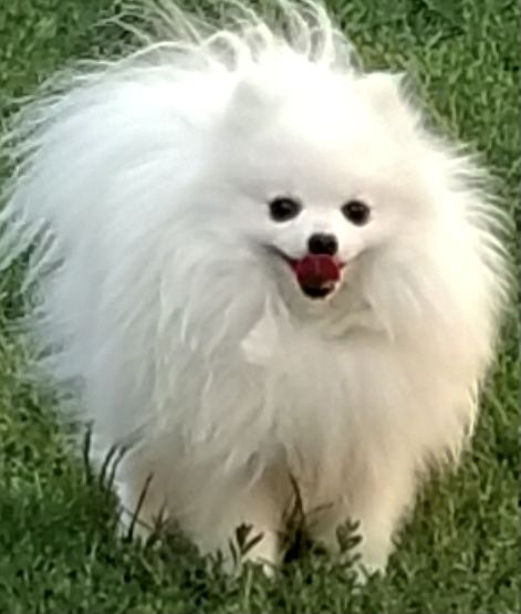 POMS R PRECIOUS POLAR BOX