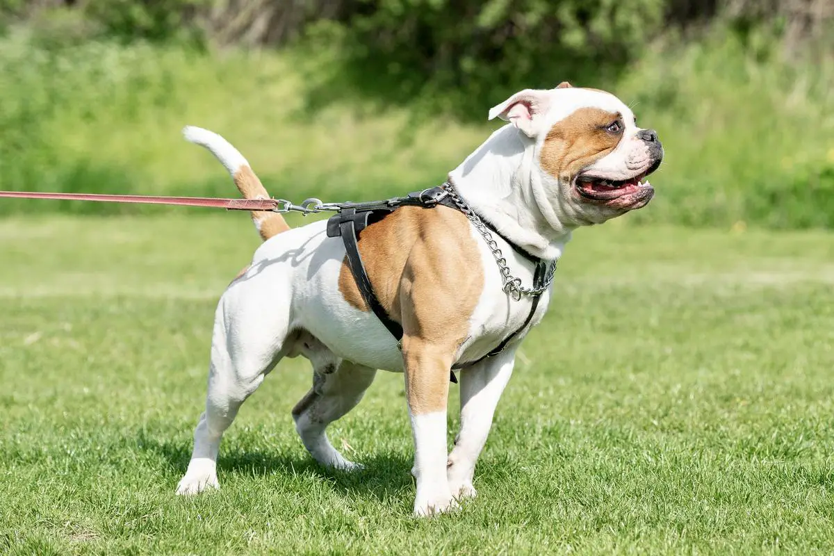 Jr. Eu Winner, HPGW, Dual HJCH, HCH, SrbCh, SrbGCh Bulletbulls Mad Max
