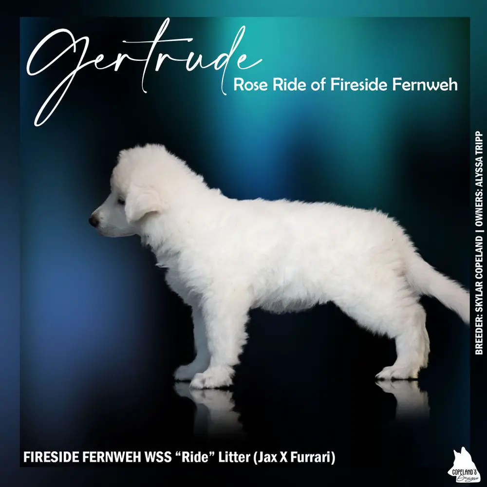 Gertrude Rose Ride of Fireside Fernweh