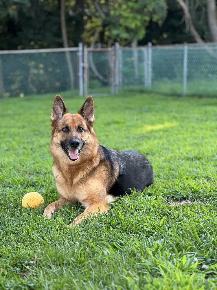 Wachter’s Loyal Dakota