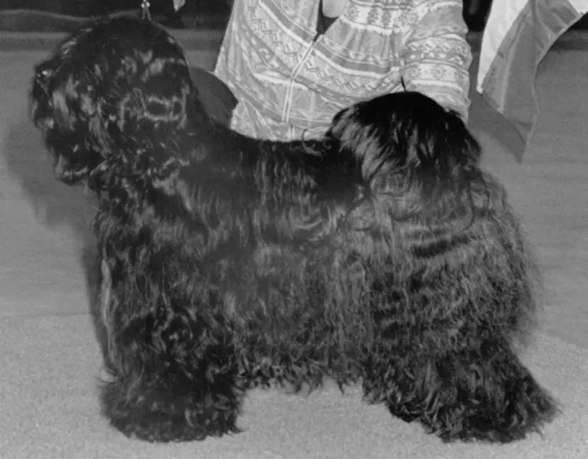 CH PINROW BLACK FLASH