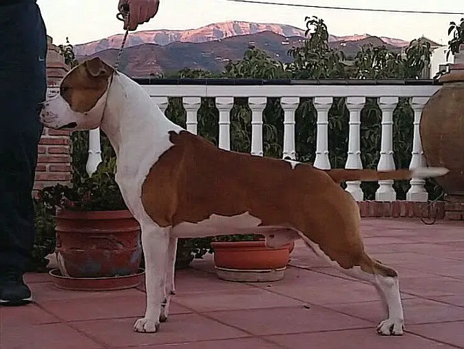 Esp CH Reyestaff's Ace of Spades