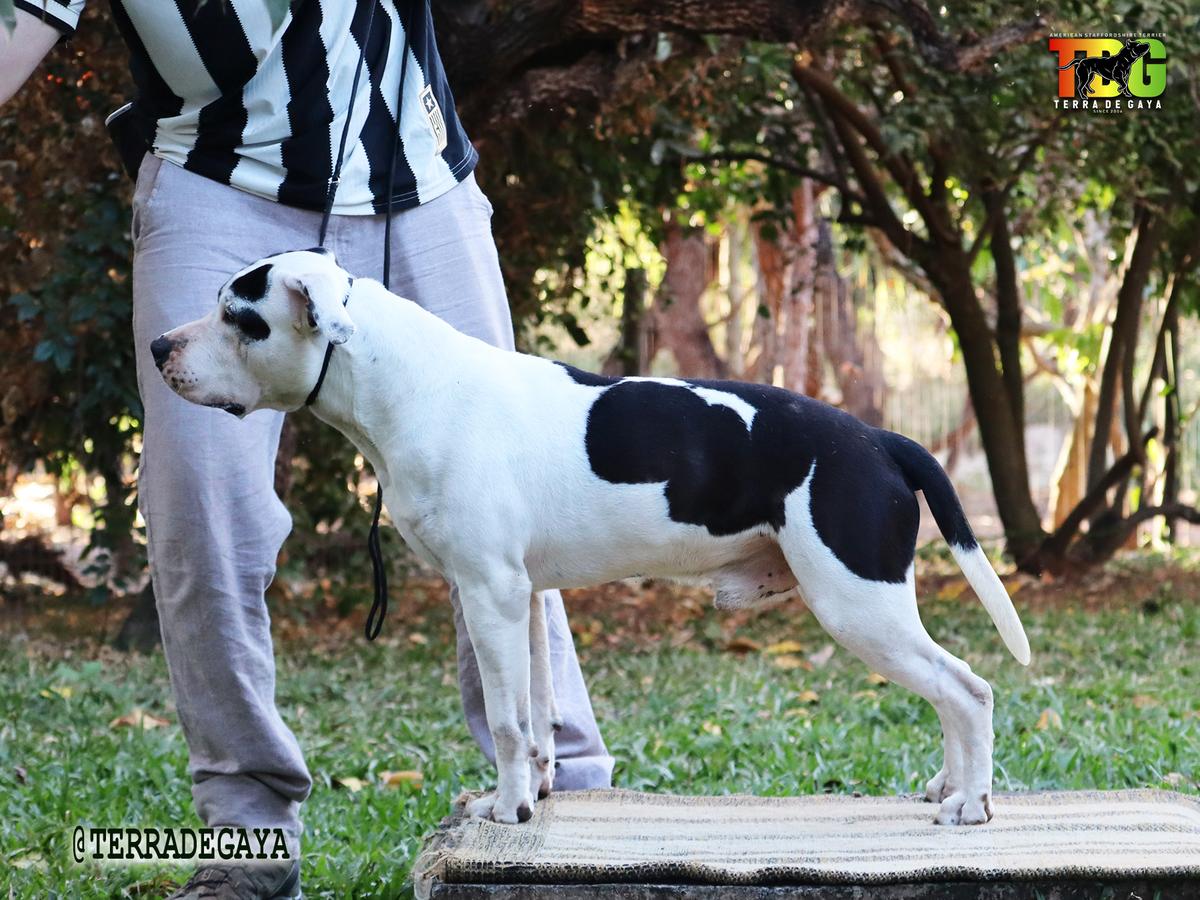 Gadelha's Spitting Image