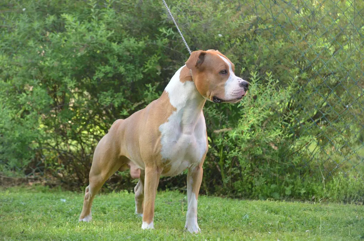 Multi BOB/CAC/CACIB Expertoclass Aguilar de Nerha