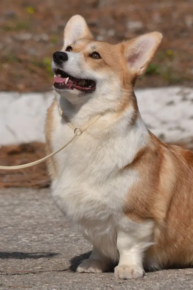 CHRUS, CHRKF Plushka vom Nordischen Hof