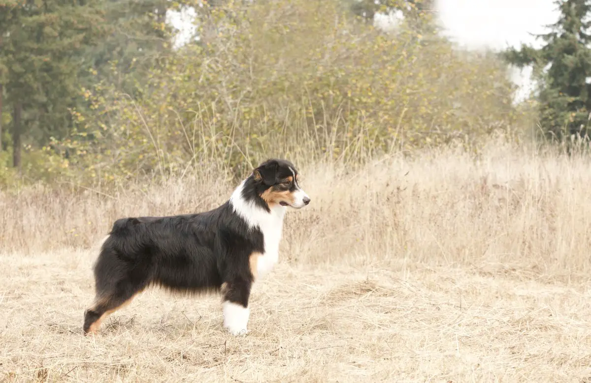 AKC GCH ASCA CH Riot's Strength of the World