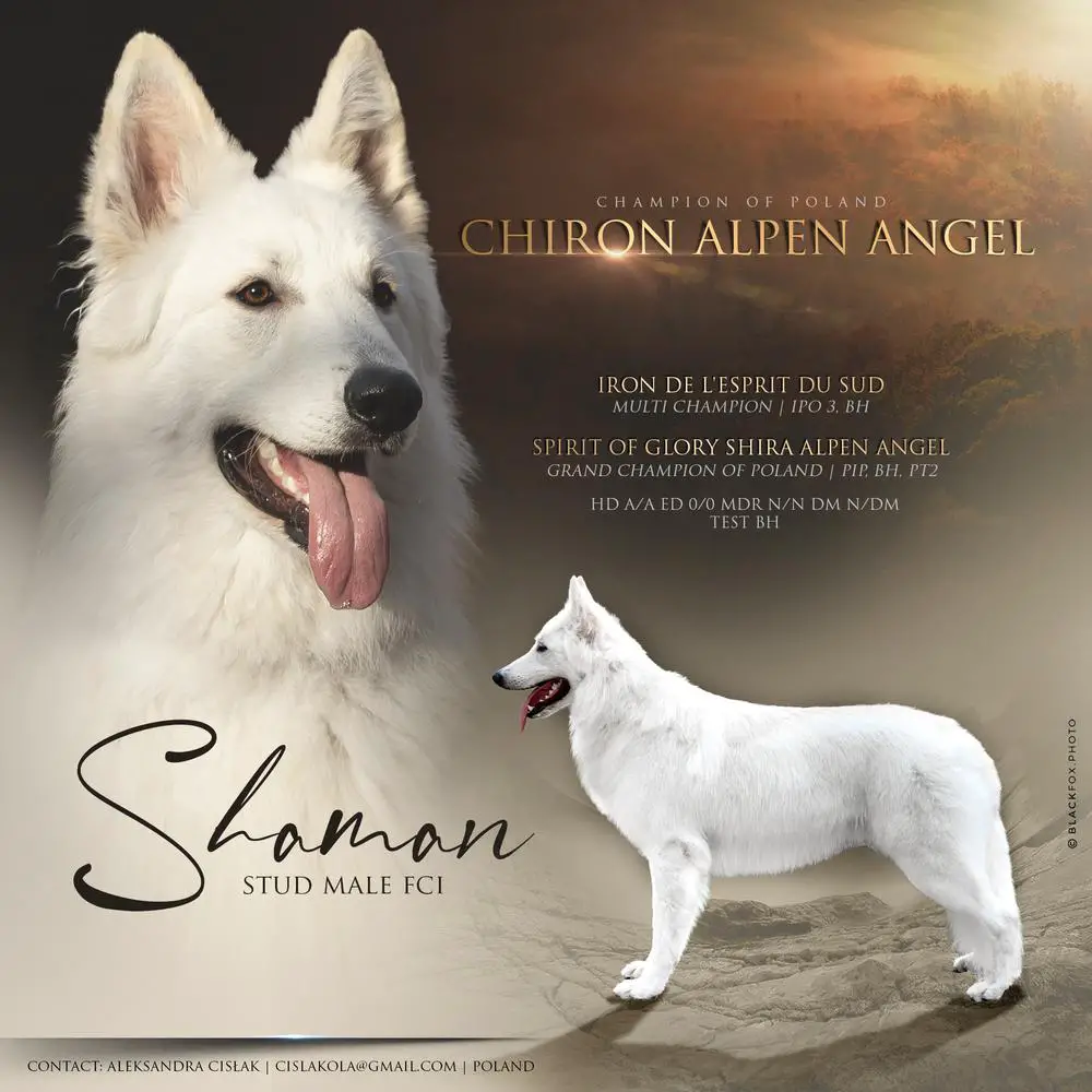 Polish champion Chiron (Shaman) Alpen Angel