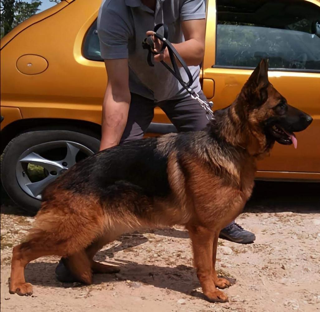 Fides Hera Vom Herodot