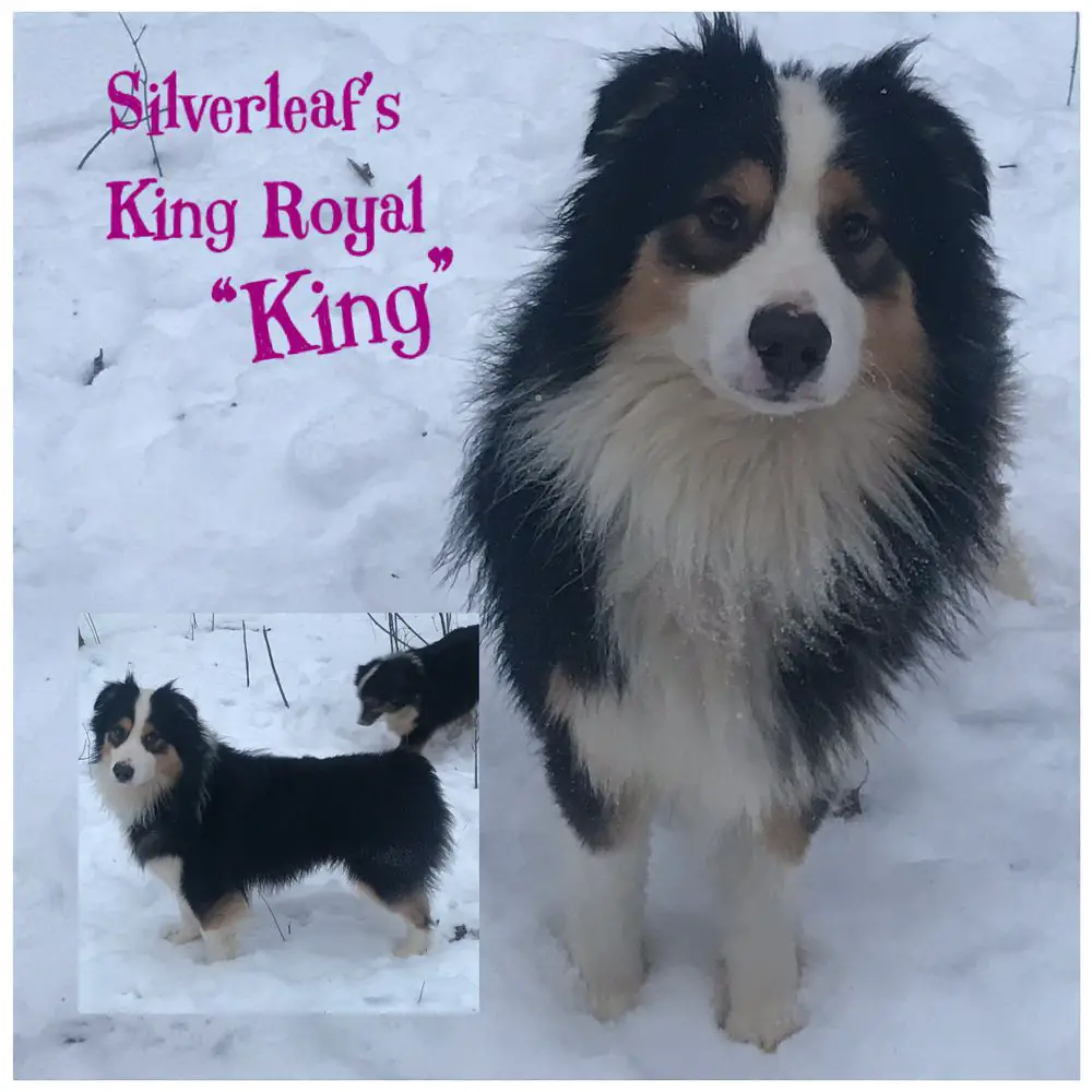 Silverleaf’s King Royal