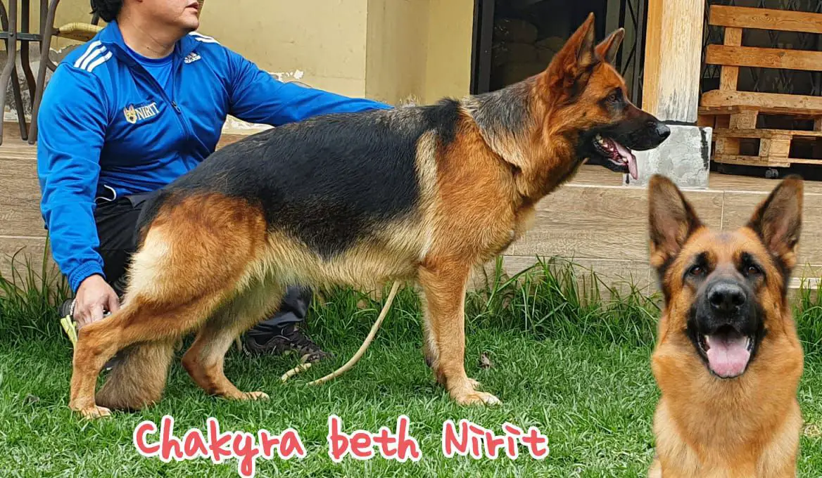 CHAKIRA BETH NIRIT