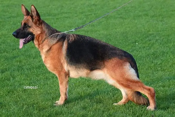 Namica vom Mahlsdorfers Grund