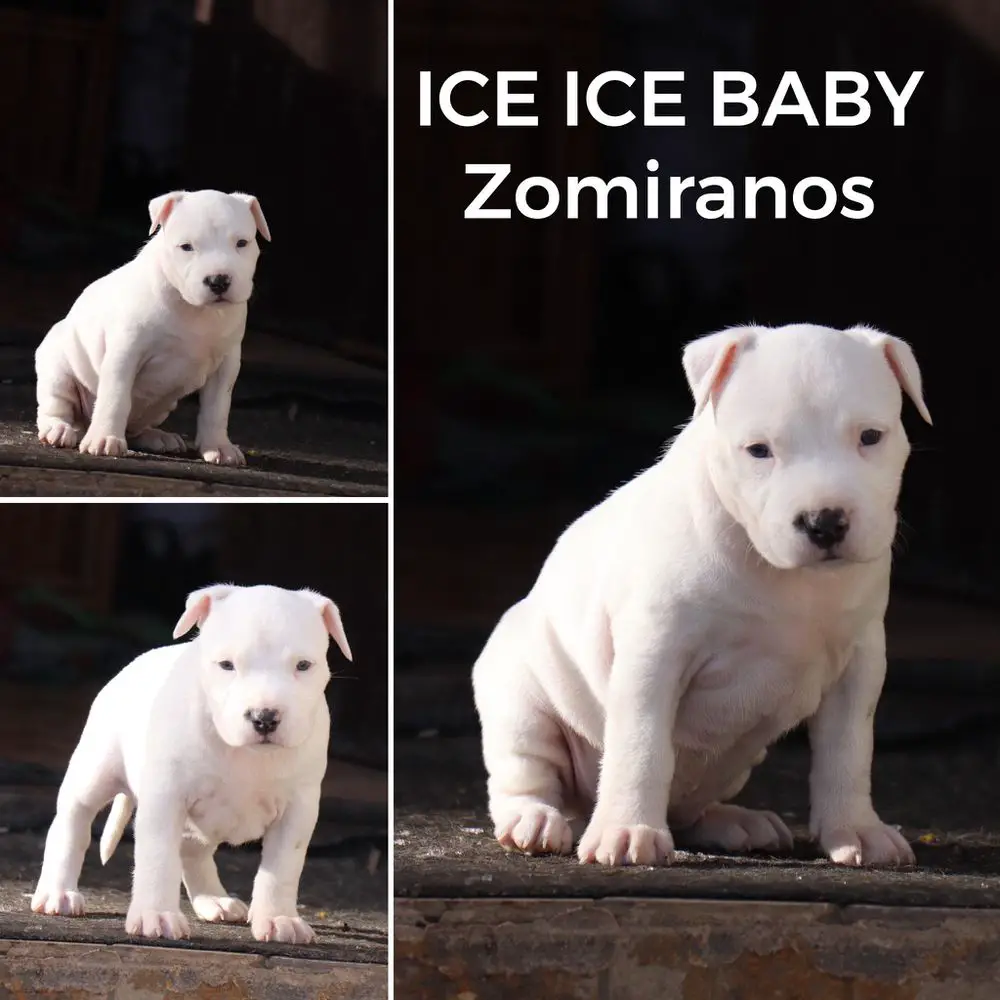 ICE ICE BABY Zomiranos
