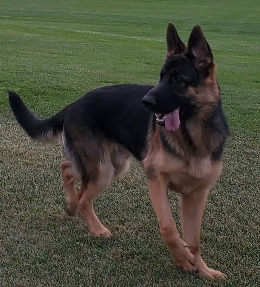 Billyjo's Prism v El Shaddai