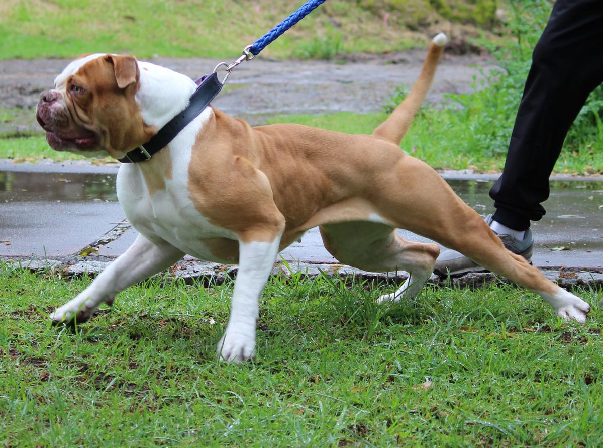 STRONGBULLS TETI BOOM