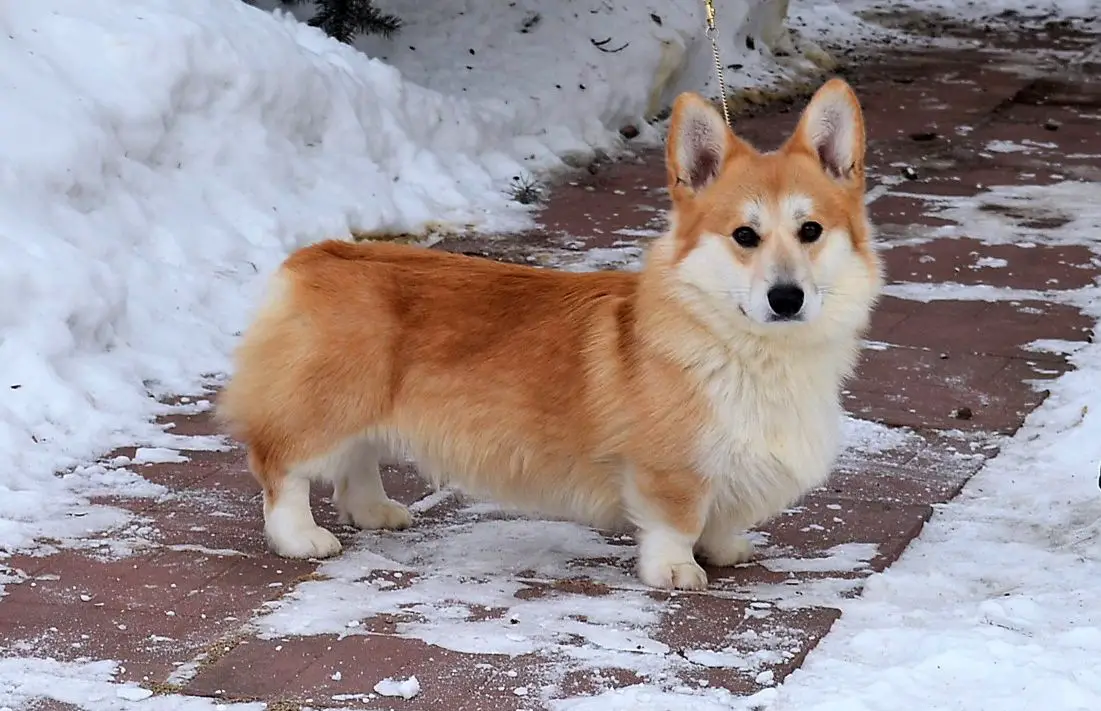 Snow Stail Bumblebee