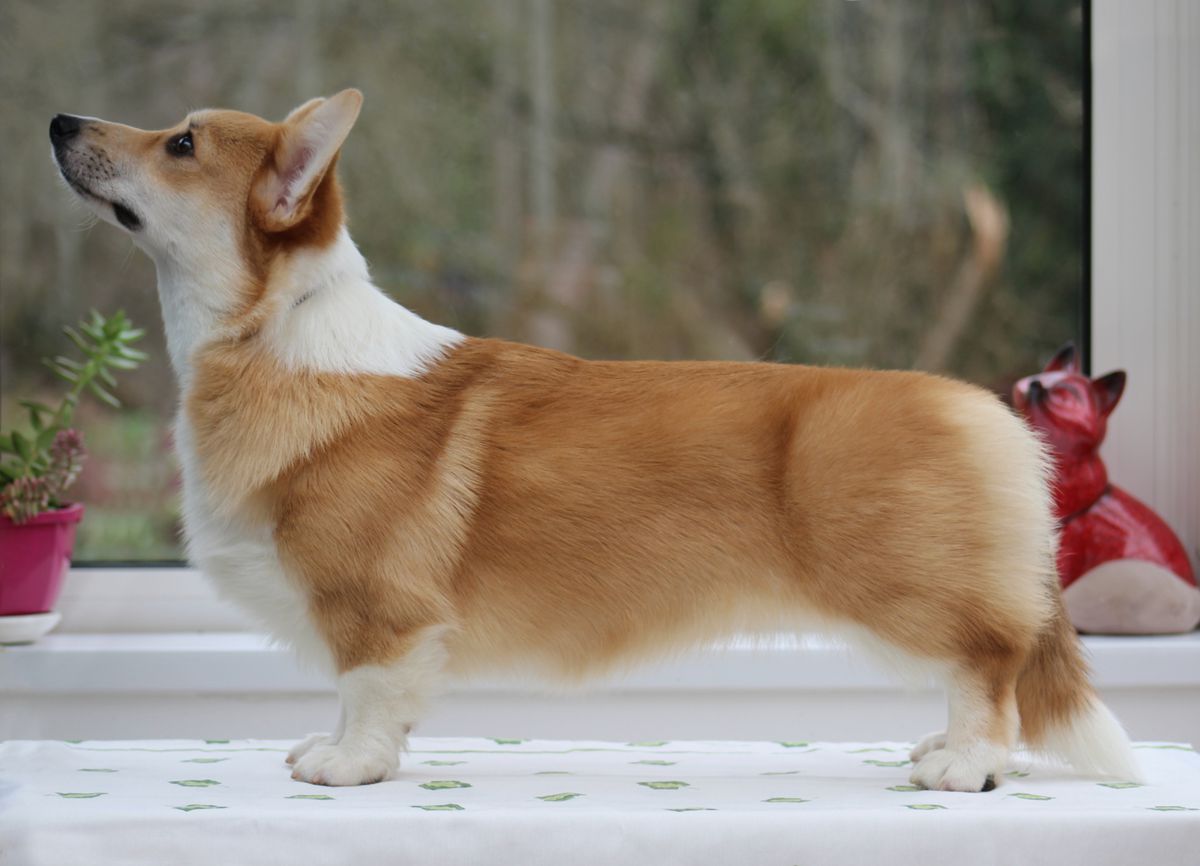 Emeishanquin Romanée-Conti at Devatta