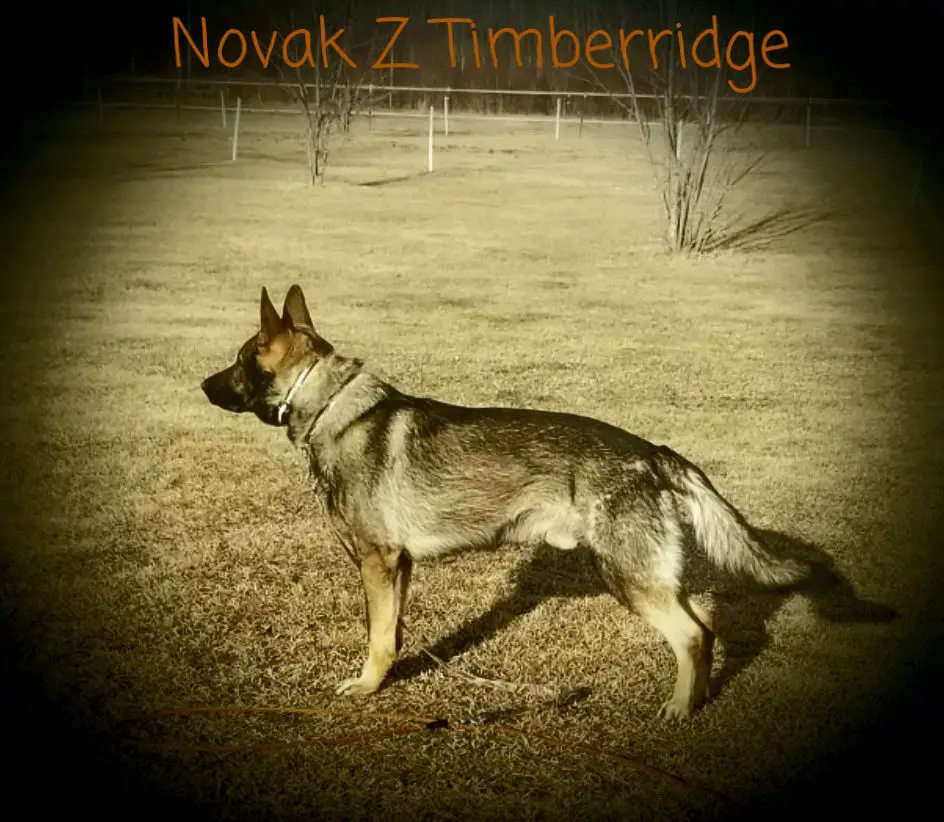 Novak Z Timberridge Farm