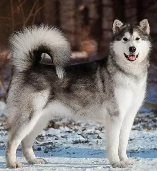 Taste of Victory Niagara