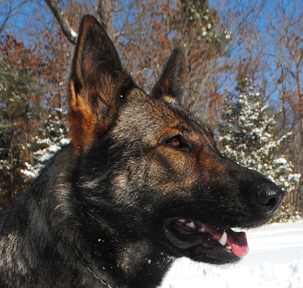 Atlas' Francisca D'Anconia