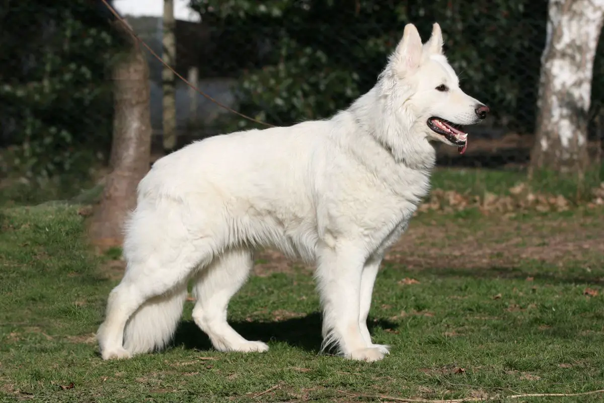 Herold of White Friends