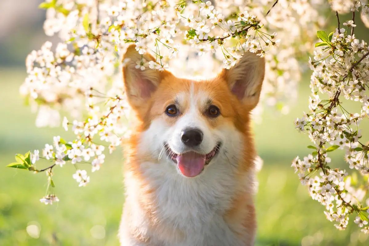 CH RUS Ormai Irresistible Charm n/b