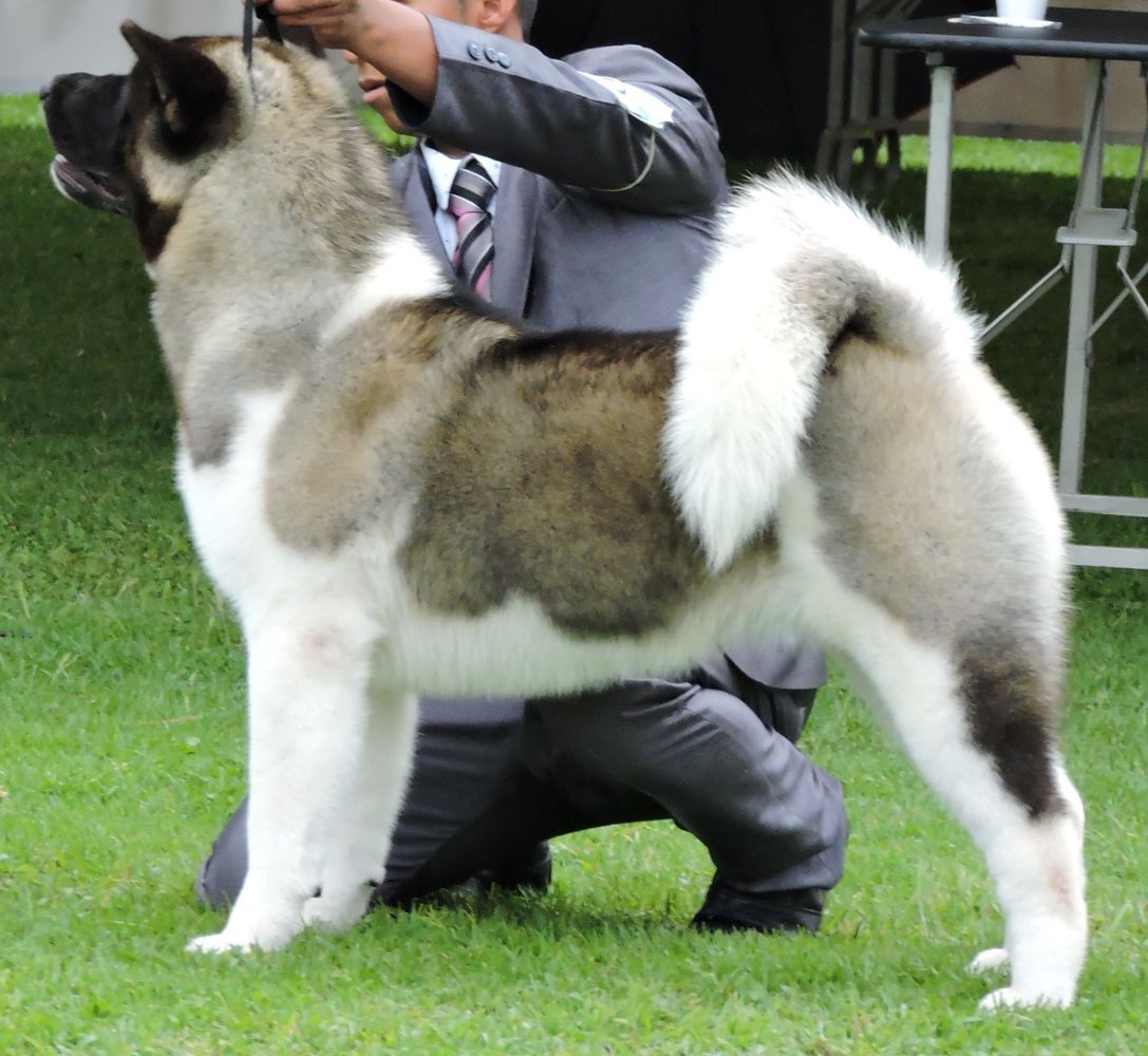 FSC Dakota Kuma Hunter Kennel