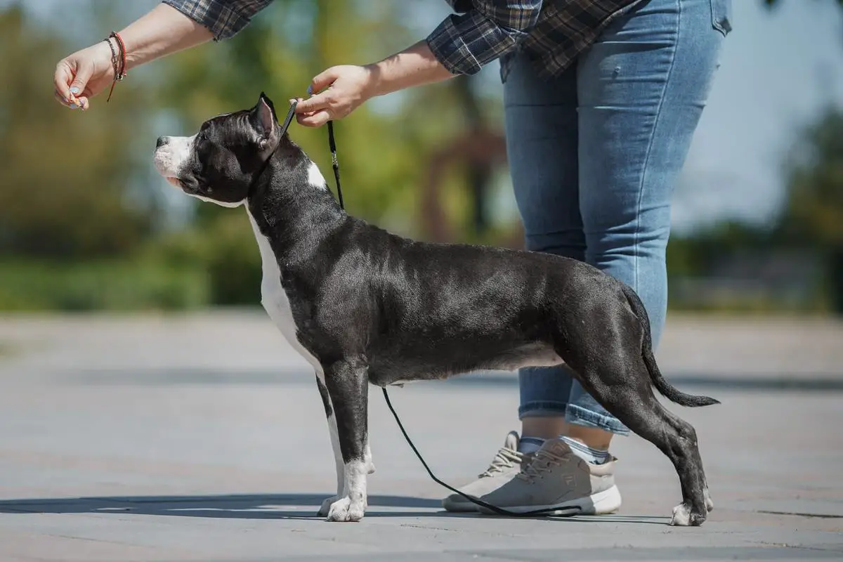 JCH.RUS,JCH RKF, T1 Anzheda's Pride Loreleya