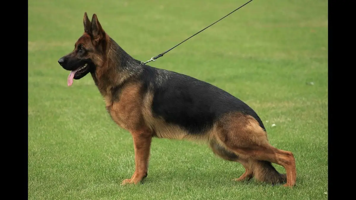 Xanthia vom Zisawinkel