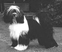 CH KA TA YA'S JASON-LAMLEH