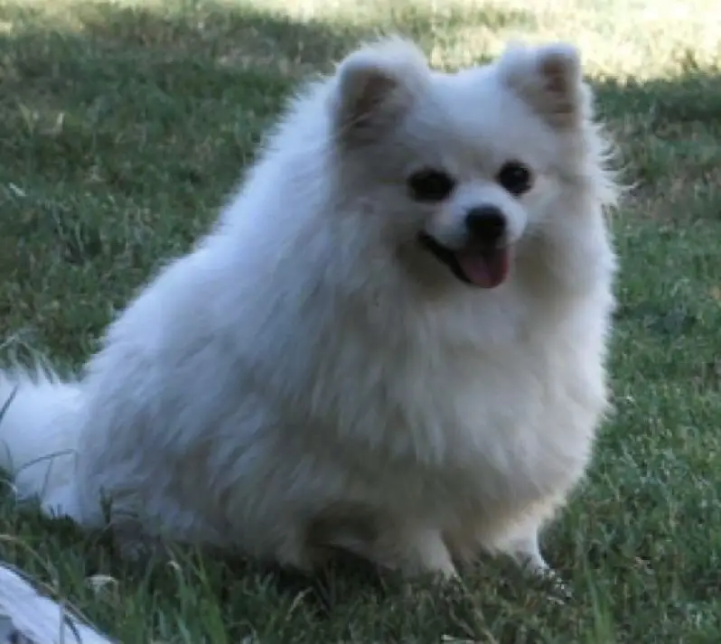 JRDoggies Spirited Ditto