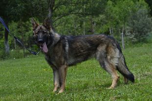 Clear Zo Zeleneho Plesa